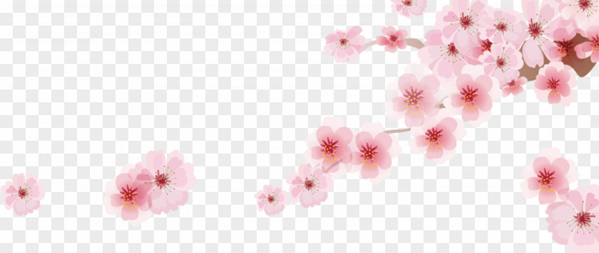 Romantic Sakura Japanese Cartoon Decoration Cherry Blossom PNG