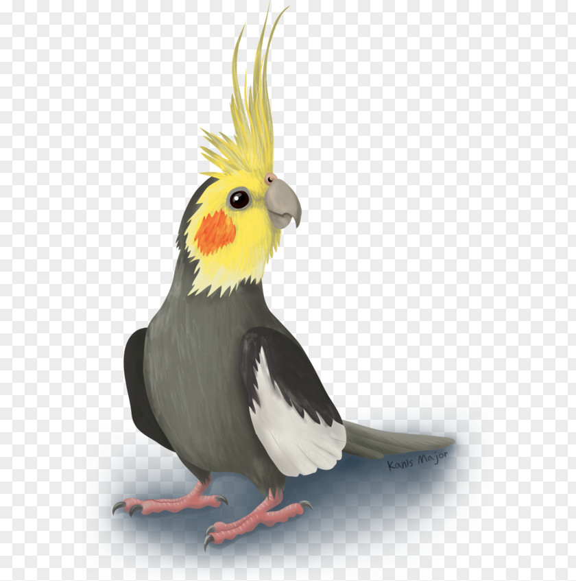 Bird Cockatiel Budgerigar Cockatoo Pet PNG
