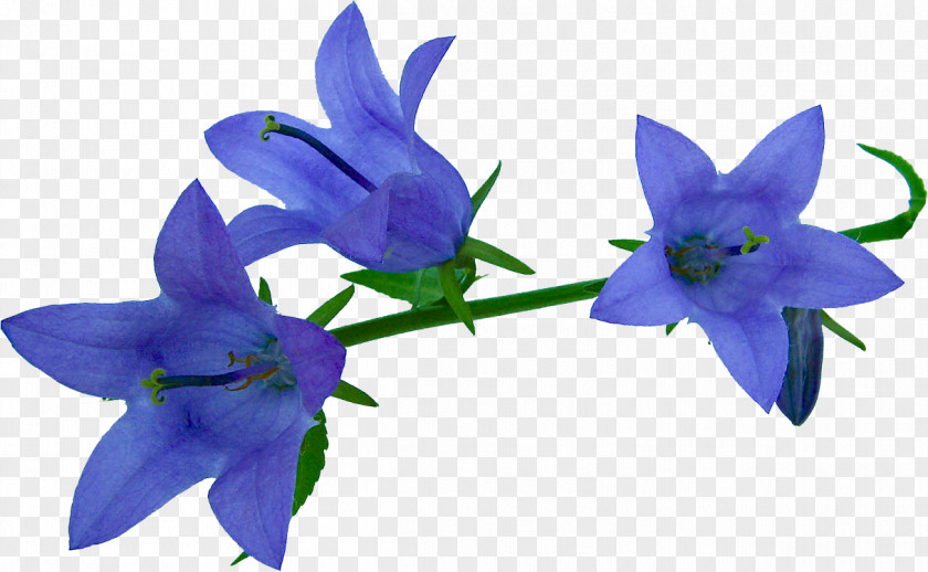 Flower Bellflowers Clip Art PNG