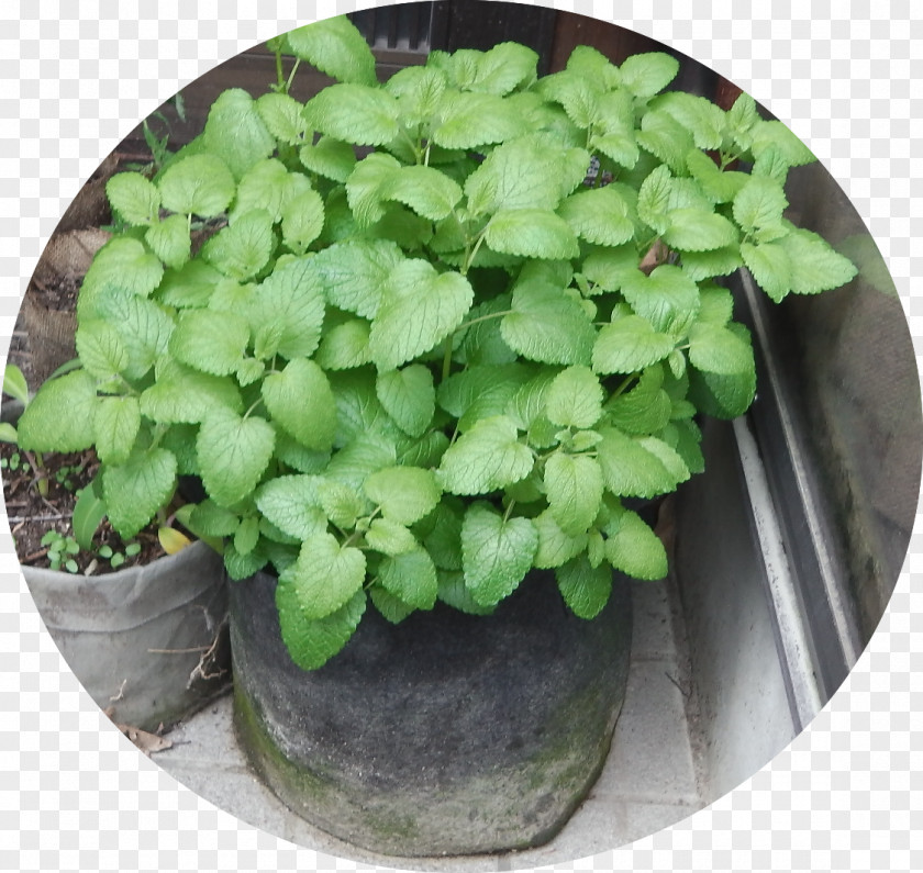 Lemon Balm Herb Spring Greens Leaf Vegetable Annual Plant PNG