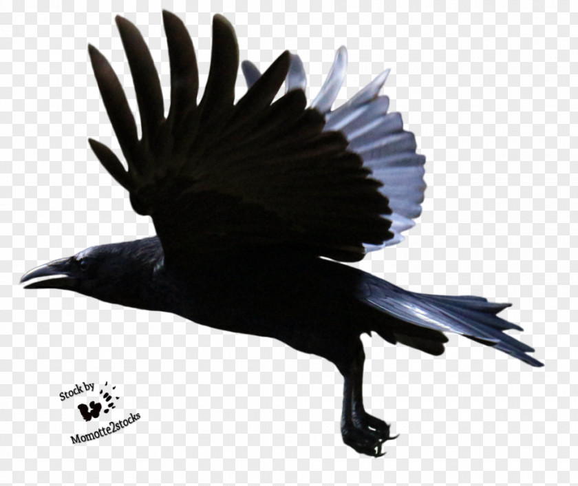 Raven Flying Clipart Common Clip Art PNG