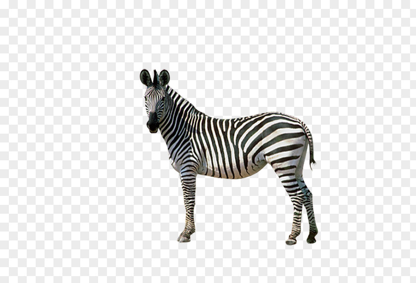 Zebra Back Horses Donkey PNG