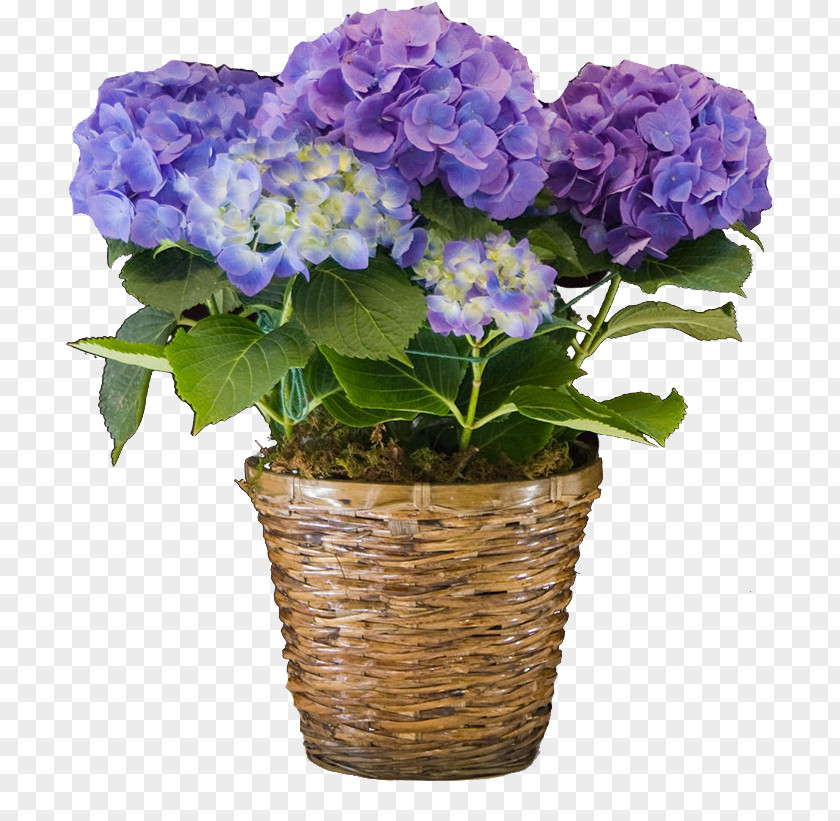 Flower Hydrangea Cut Flowers Floral Design PNG