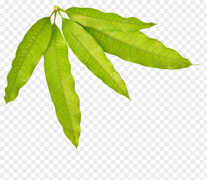 Mango Leaves Leaf Stock Photography PNG