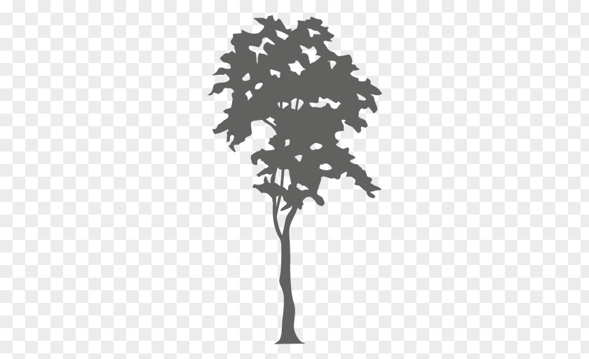 Maple Vector Tree Silhouette The Cardiologist's Daughter PNG