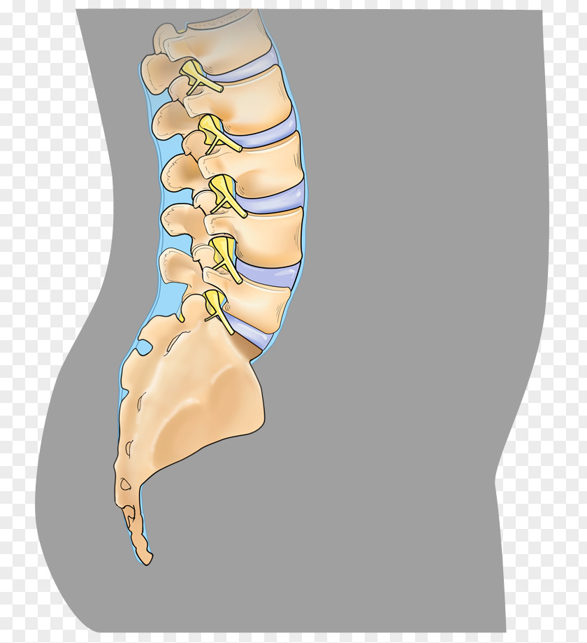 Mayfield Spine Surgery Center Anterior Cervical Discectomy And Fusion Spinal Minimally Invasive PNG