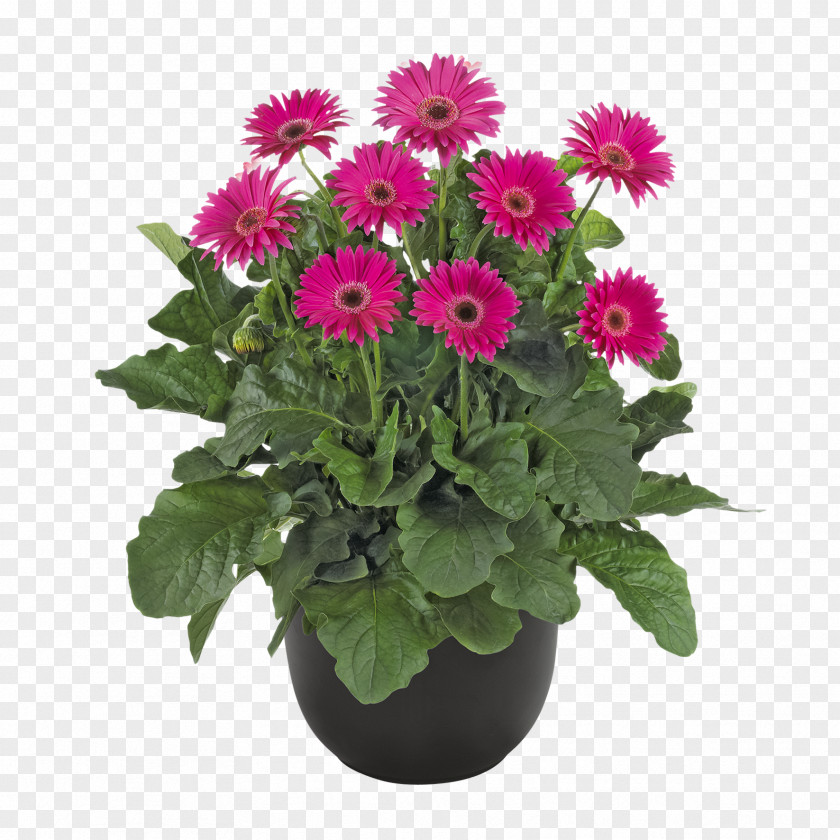 Chrysanthemum Transvaal Daisy Cut Flowers Flowerpot Annual Plant PNG