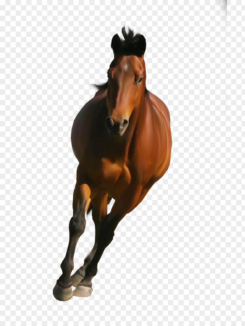 Mustang Shire Horse Belgian Friesian Stallion PNG