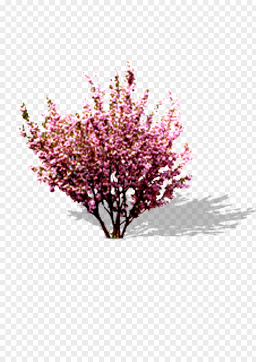 Pink Peach Cherry Blossom PNG
