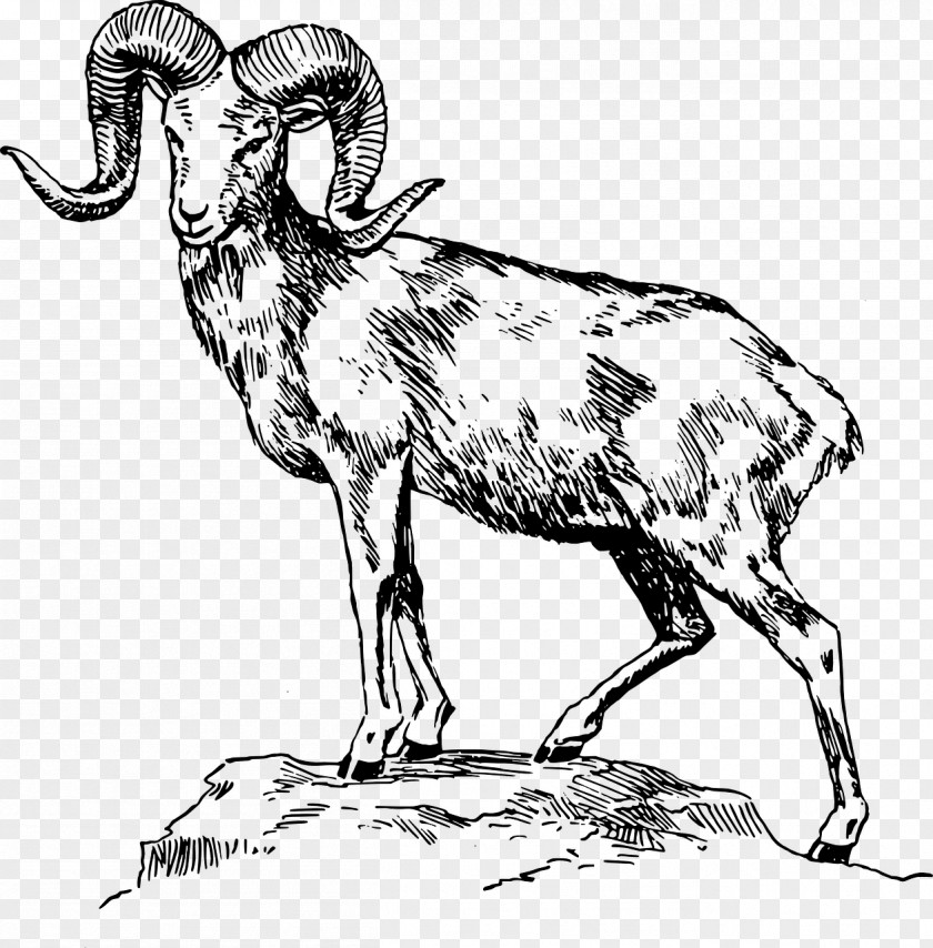 Sheep Bighorn Ram Trucks Animal Illustrations Drawing PNG