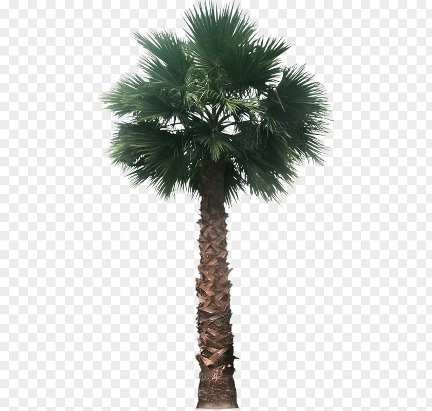 Tree Palm Trees Mexican Fan Architectural Rendering PNG