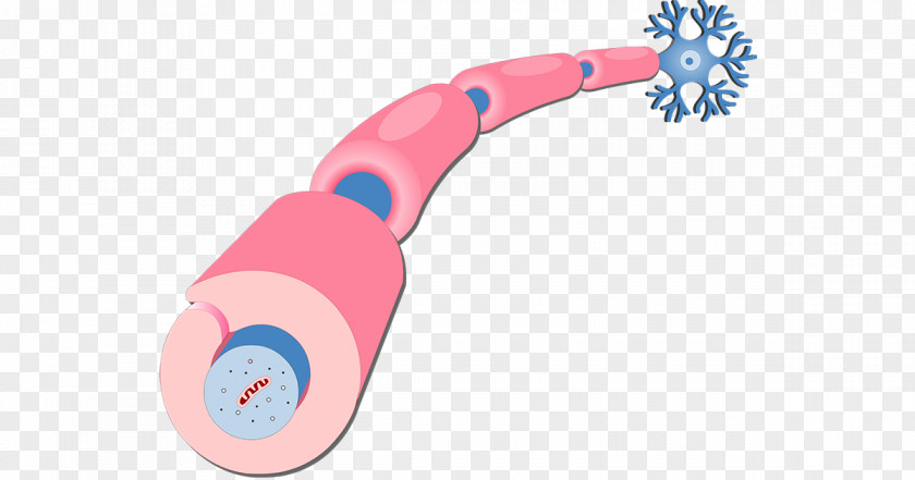 Schwann Cell Myelin Axon Neurilemma Neuron PNG