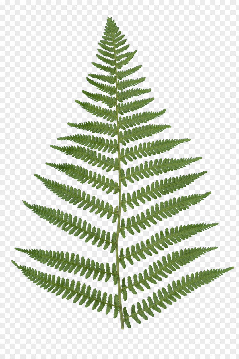 Balsam Fir Red Pine Christmas Black And White PNG