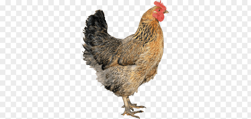 Chicken Fried Broiler Hen PNG