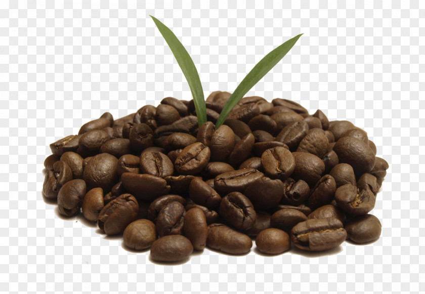 Coffee Bean Iced Cafe Arabica PNG
