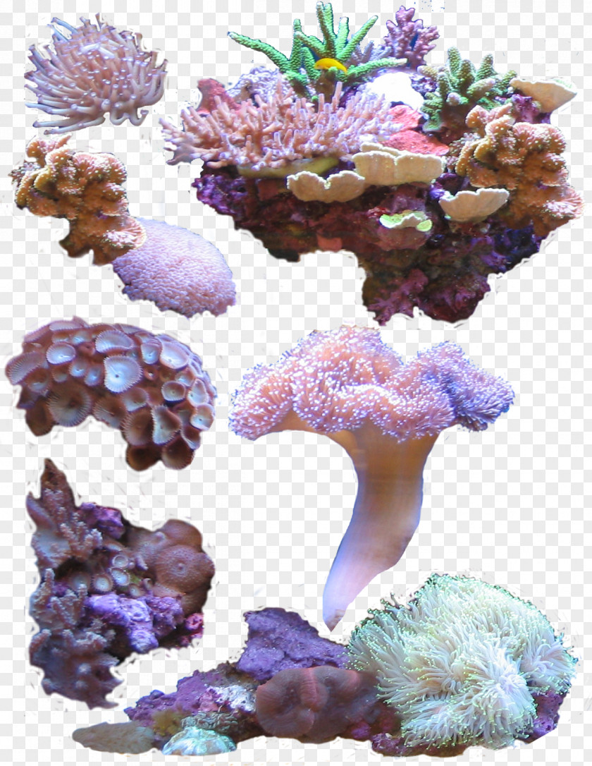 Coral Sea PNG