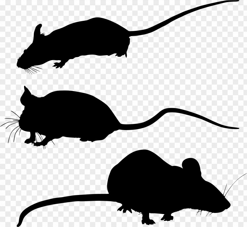 Gerbil Whiskers Clip Art Computer Mouse Fauna PNG