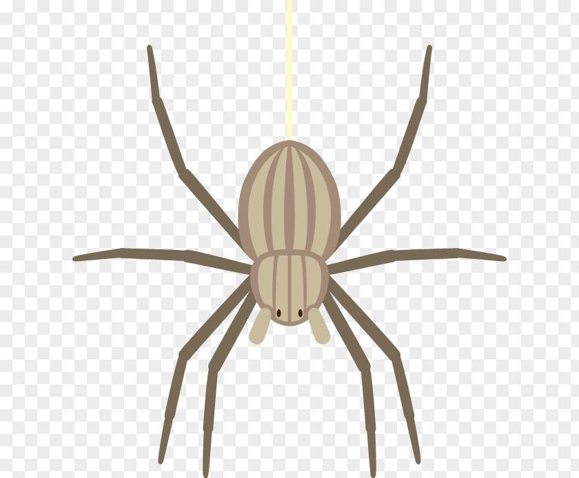 Spider Widow Spiders Insect PNG