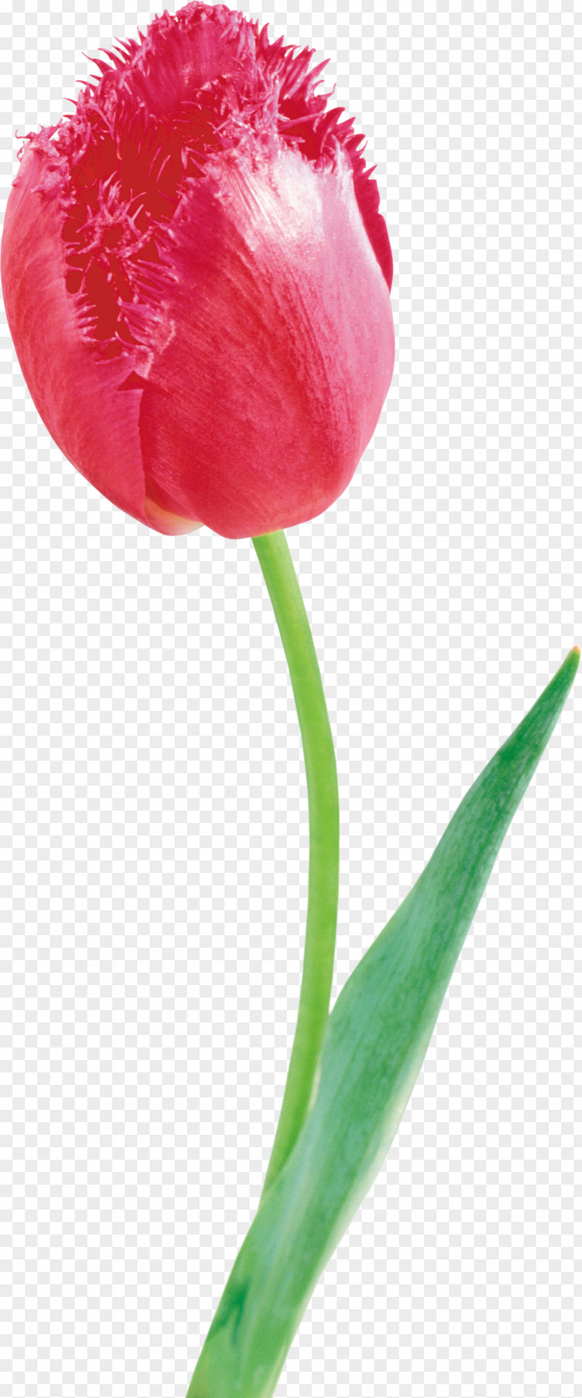 Tulip Cut Flowers Flowering Plant PNG