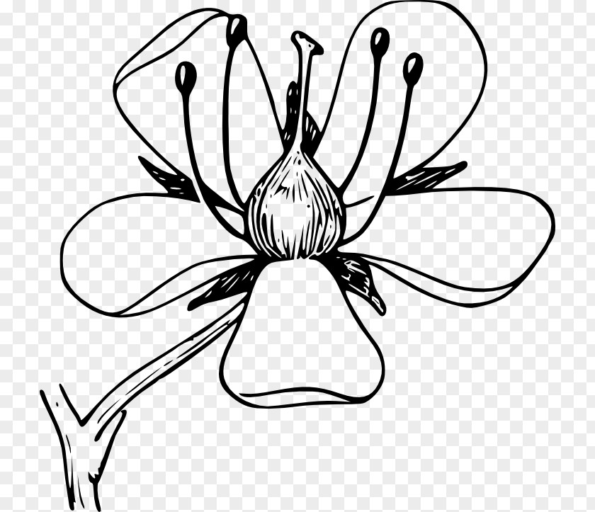 Blooming Flowers Flower Plant Daffodil Clip Art PNG