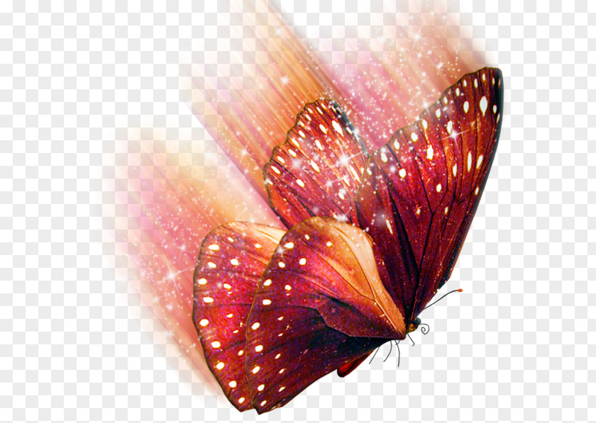 бабочки Clip Art PNG