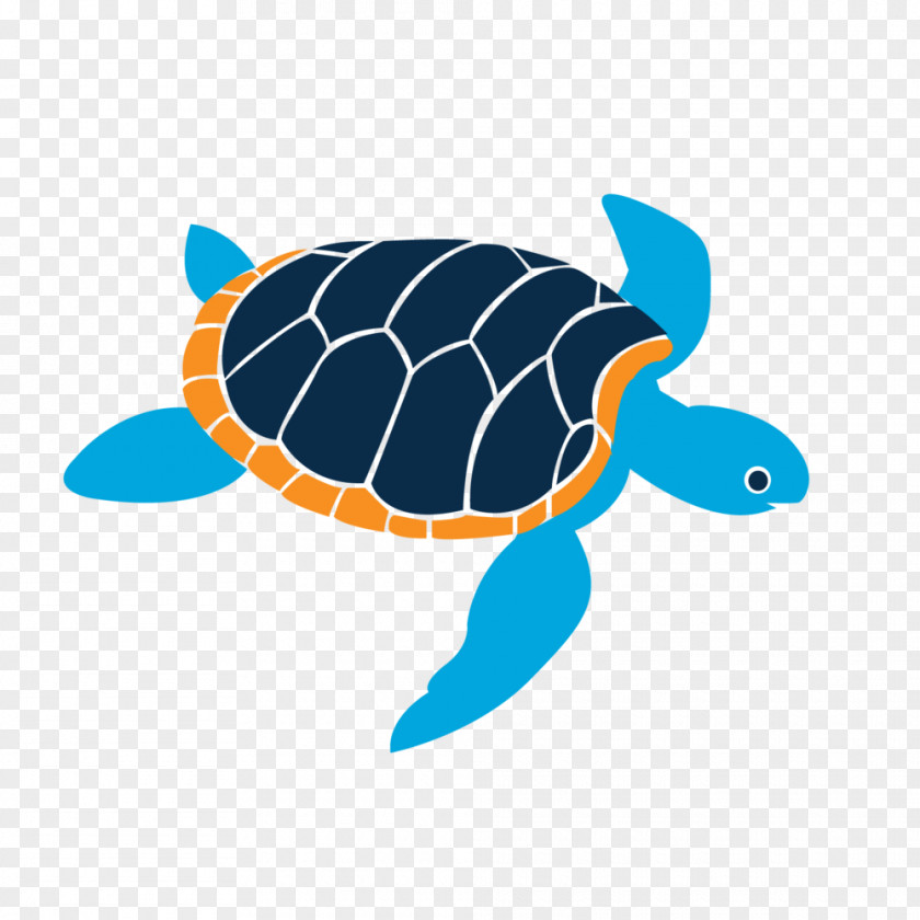 Gift Island School Card Student Loggerhead Sea Turtle PNG