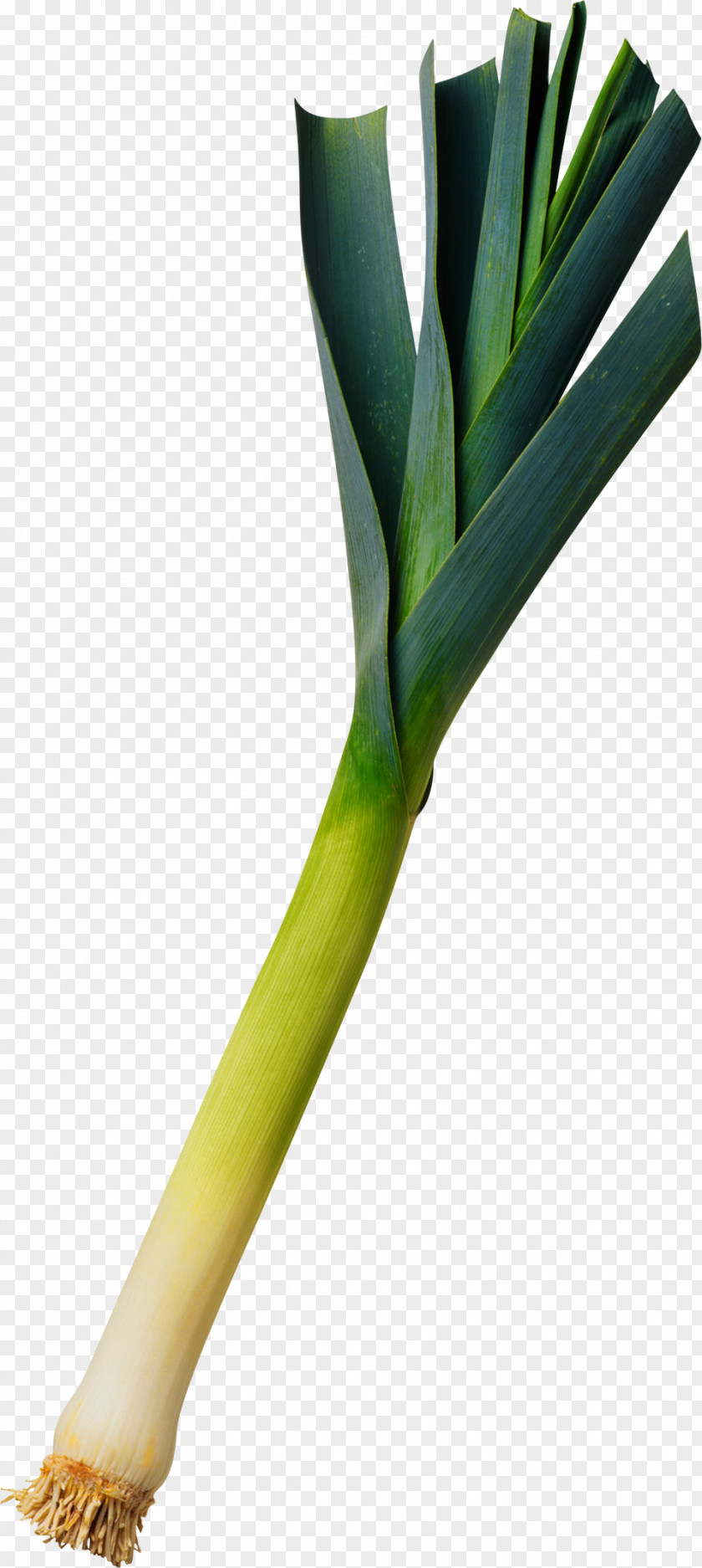 Aloe Vera Download Allium Fistulosum PNG