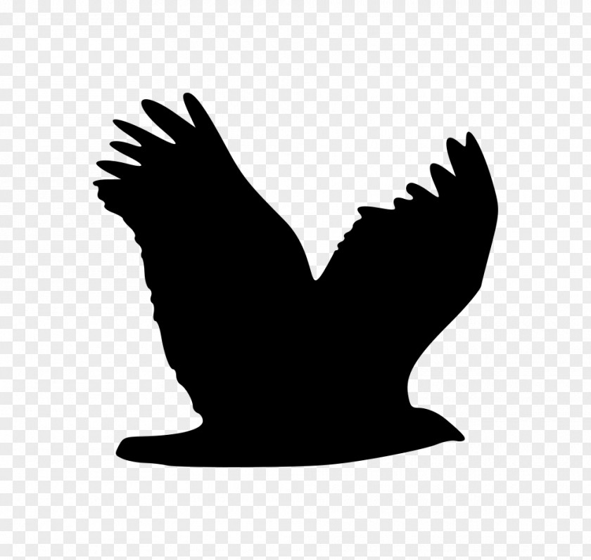 Bird Eagle Wing Clip Art PNG