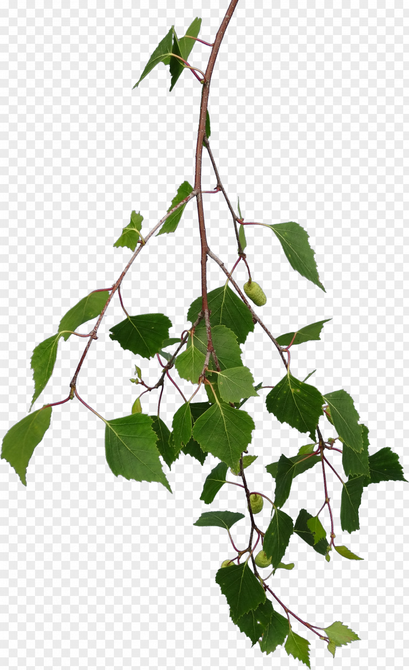 Branches Branch Tree Leaf Texture Mapping PNG