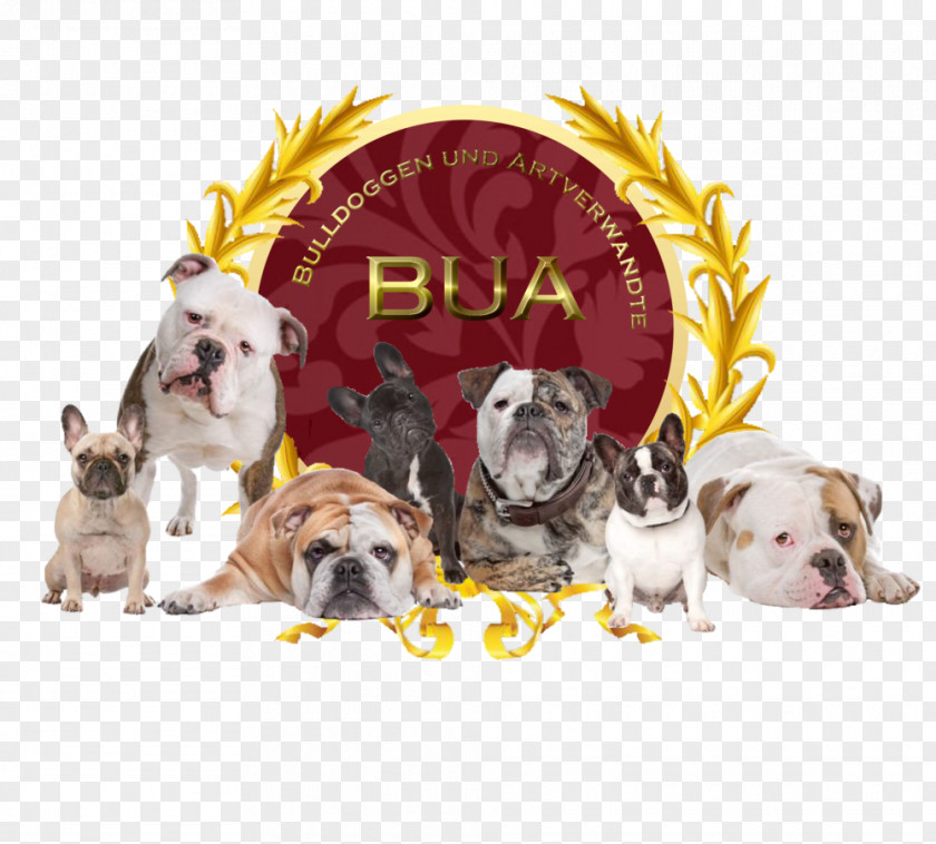 Bua French Bulldog American Photography Breeds PNG