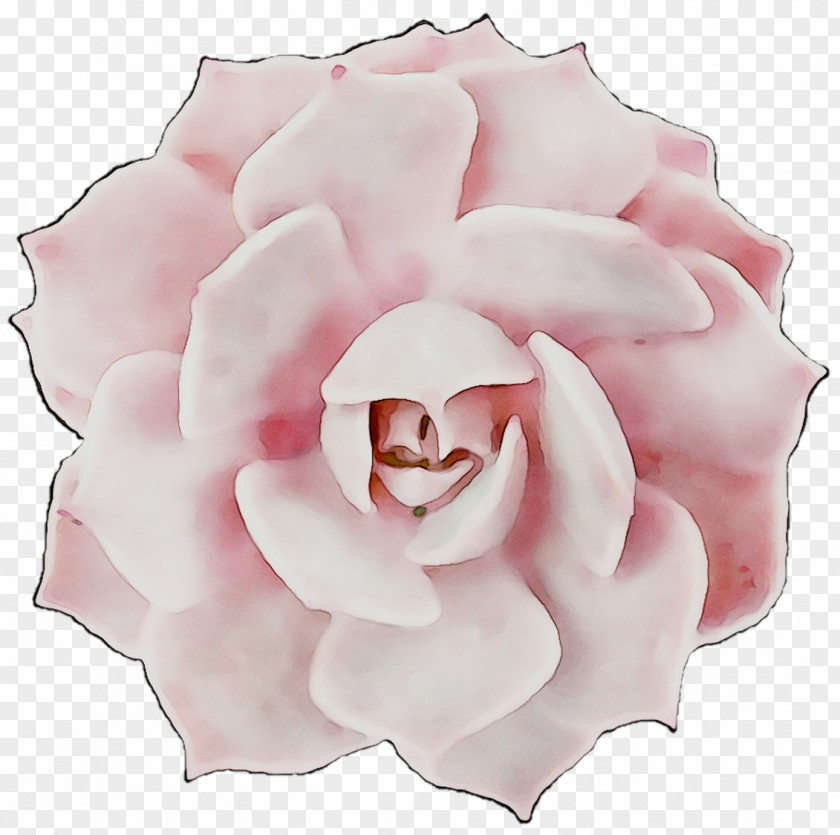 Garden Roses Cabbage Rose Floribunda Petal Cut Flowers PNG