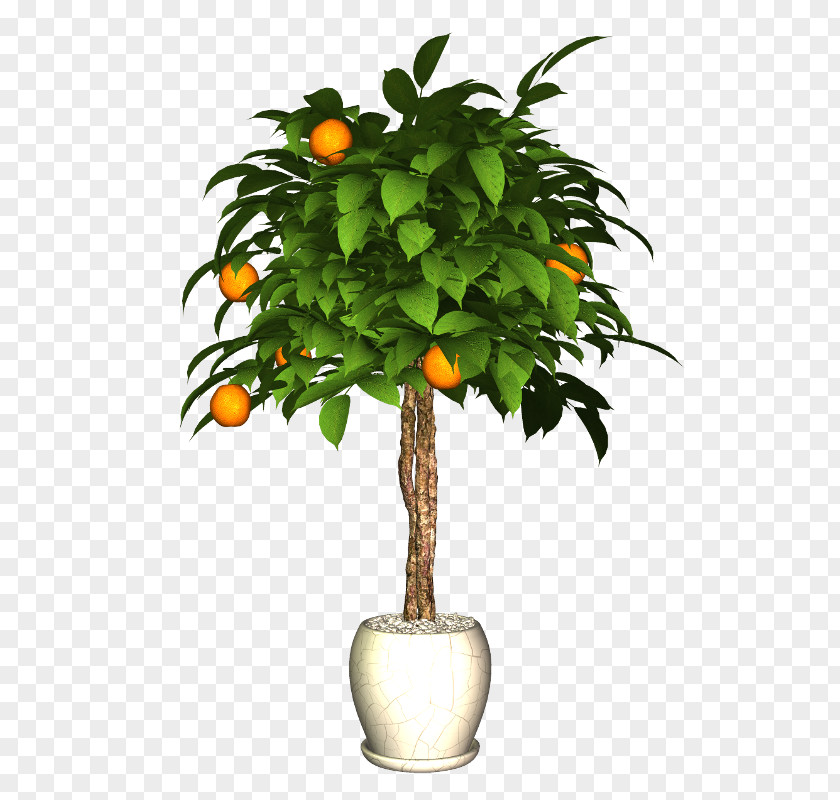 Plant Flowerpot Citrus PNG