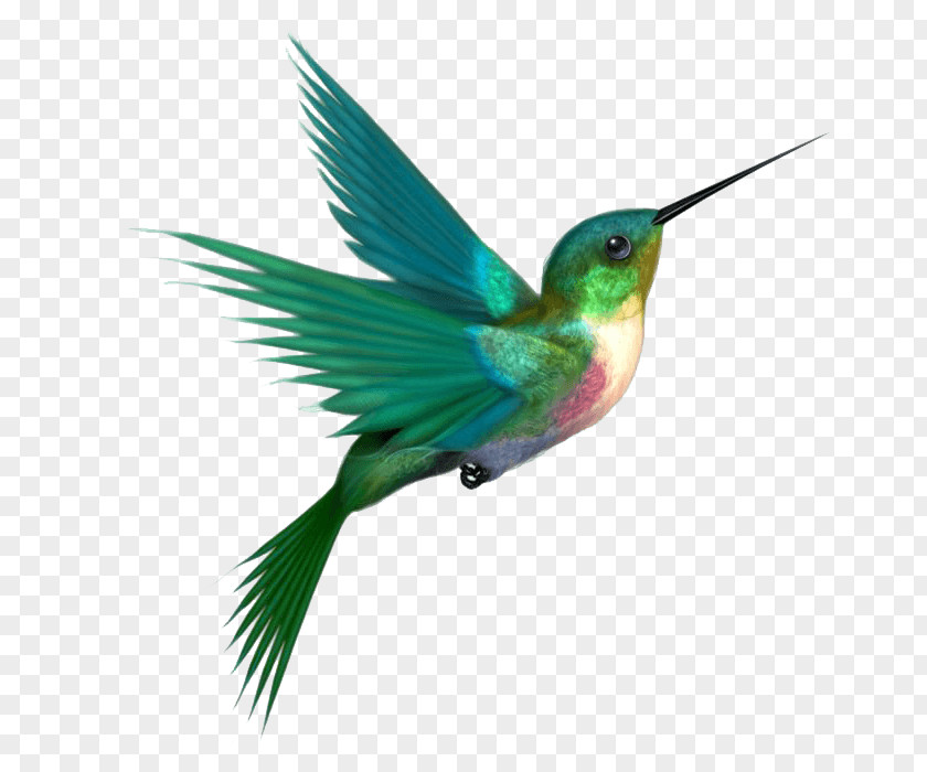 A Hummingbird Clip Art PNG