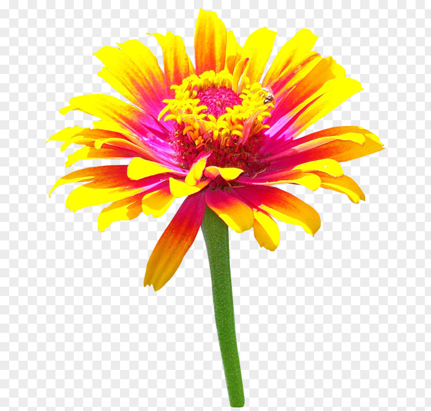 Chrysanthemum Transvaal Daisy Photography PNG