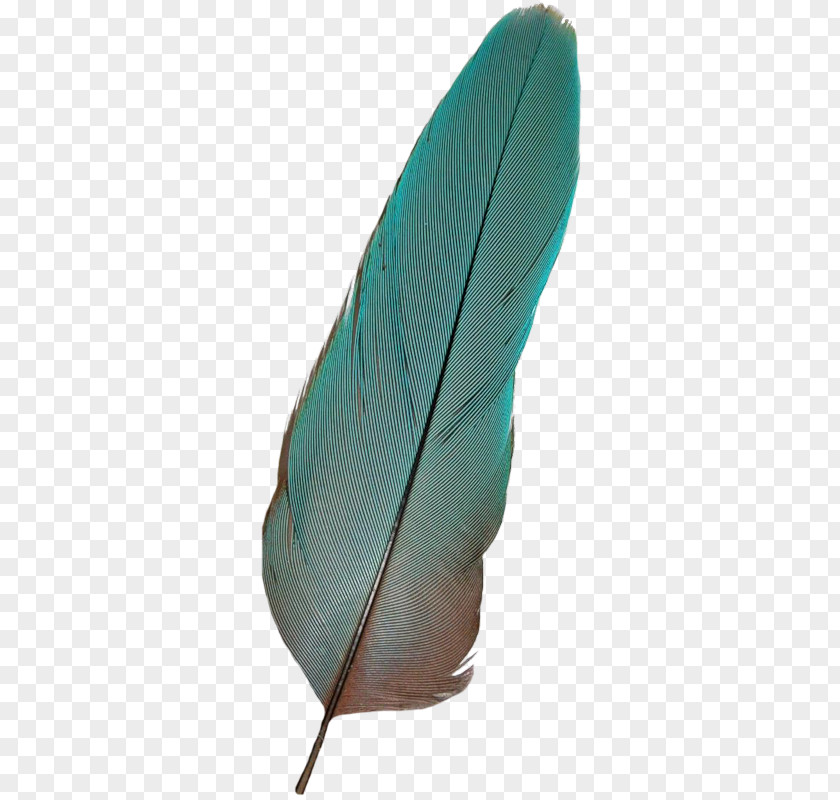 Feathers Bird Feather PNG
