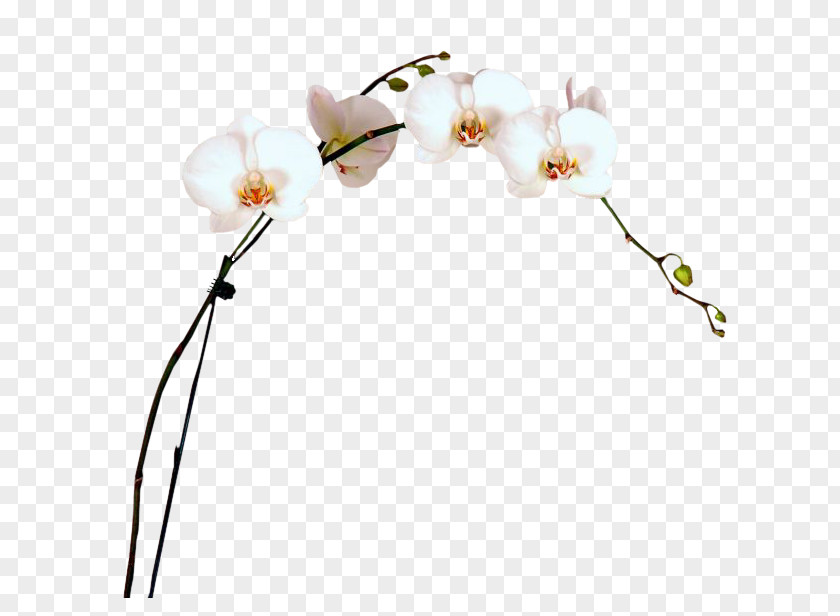 Flower Moth Orchids Cut Flowers Plant Stem Twig PNG