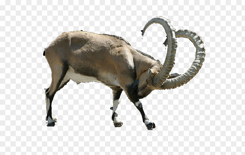 Goat Alpine Ibex Chamois PNG
