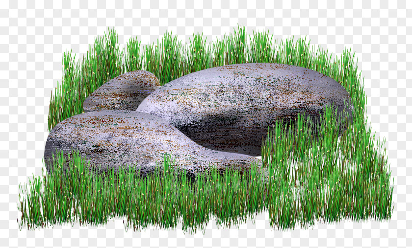 Grass Drawing Painting PNG