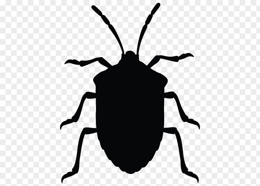 Insect Brown Marmorated Stink Bug True Bugs Vector Graphics Clip Art PNG