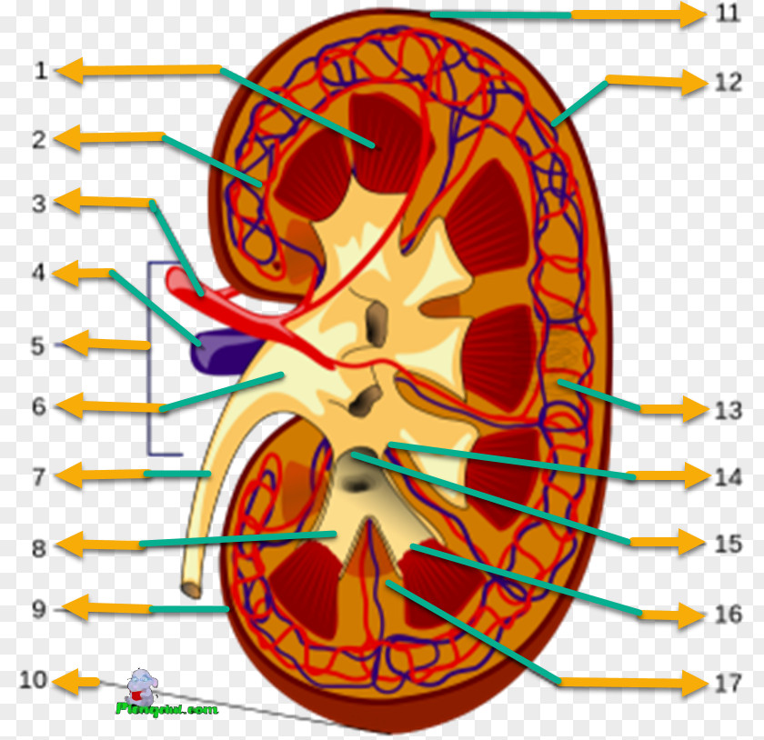 Renal Papilla Arcuate Arteries Of The Kidney Hilum Excretory System Function PNG