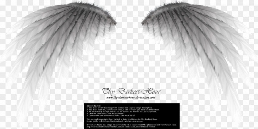 Angel Border Wing PNG