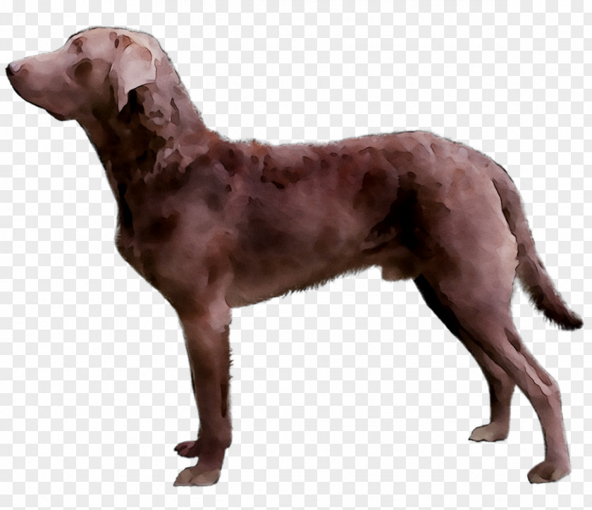 Chesapeake Bay Retriever Golden Dog Breed Limp PNG