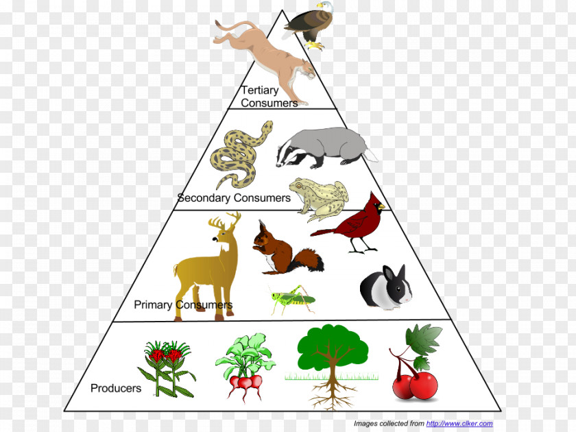 Food Pyramid Web Ecological Chain Ecosystem Ecology PNG