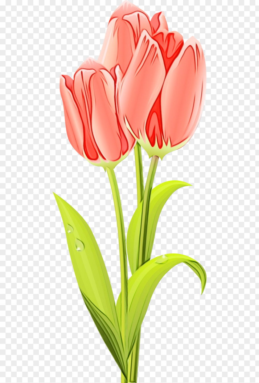 Pedicel Plant Stem Flower Tulip Cut Flowers Petal Clip Art PNG