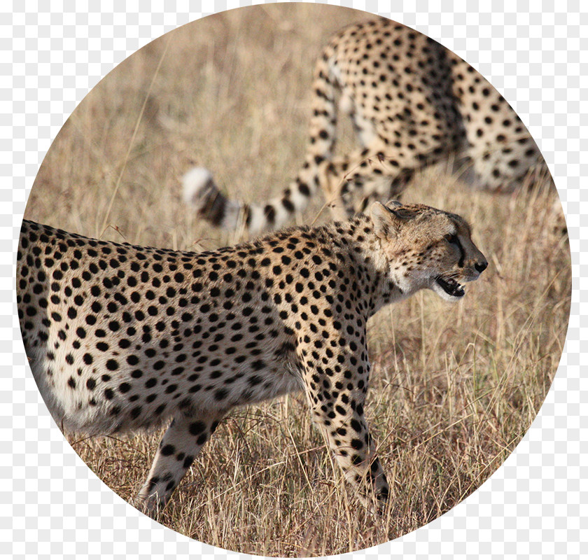 Cheetah Kruger National Park Cat Lion Felidae PNG