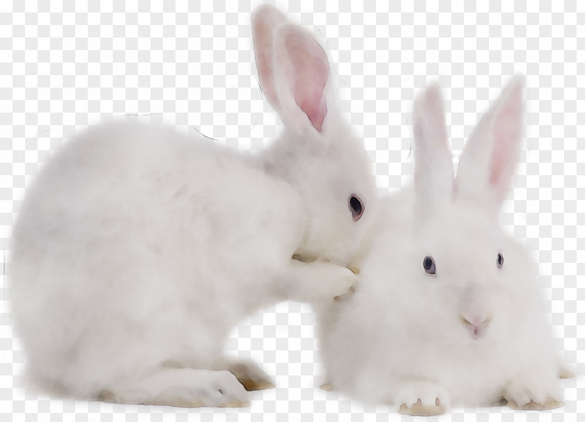 Domestic Rabbit Hare Whiskers PNG