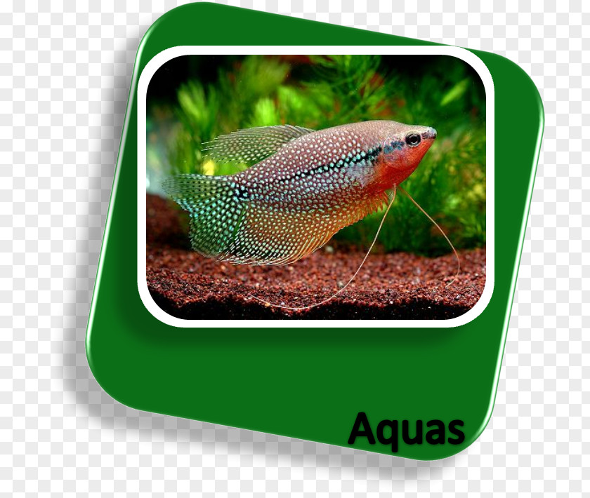 Fish Sagara Aquarium Tropical Aquariums PNG