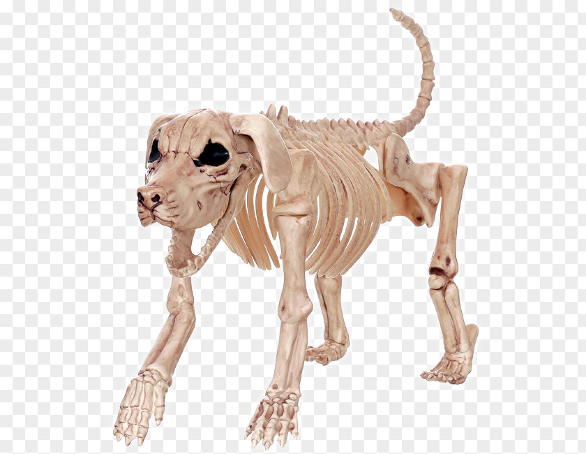 Skeleton Beagle Basset Hound Dachshund Bone PNG