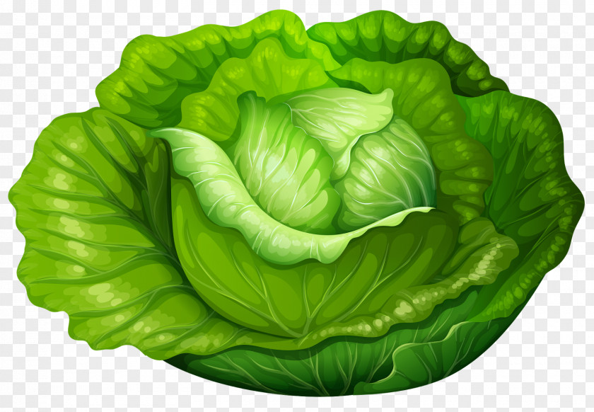Cabbage Clip Art Roll Chinese Vegetable PNG