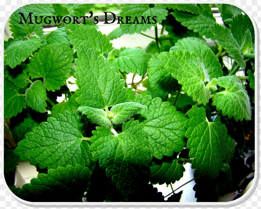 Catnip Lemon Balm Herbalism ESTX BA.RES.30-15 NR DL Perilla Groundcover PNG